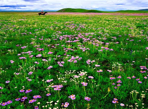 成都租車自駕去紅原若爾蓋九寨溝6日游