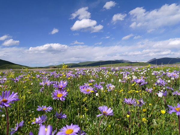 成都租車川西北環(huán)線6日游+草原花海+佛國(guó)色達(dá)